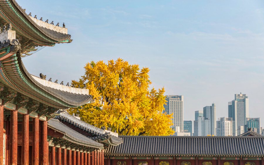 韩国 · 首尔景福宫与秋日银杏